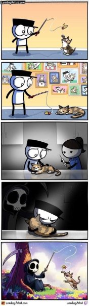 Котик, где ты?