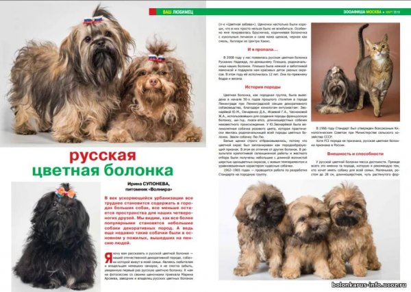 Русская цветная болонка