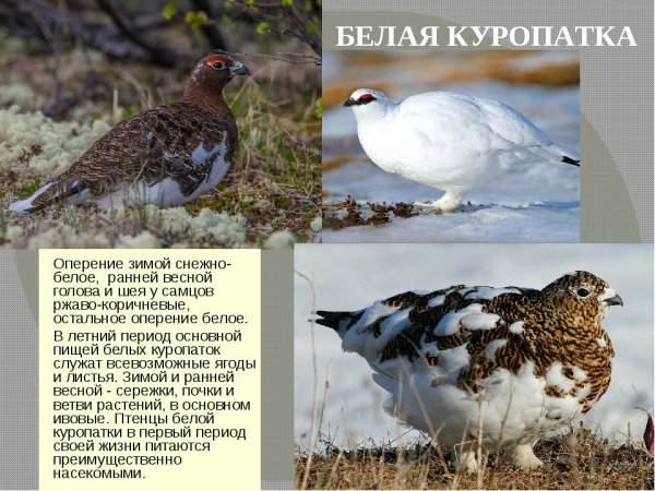 Белая куропатка