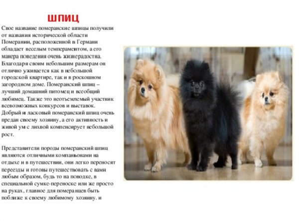 Померанский шпиц