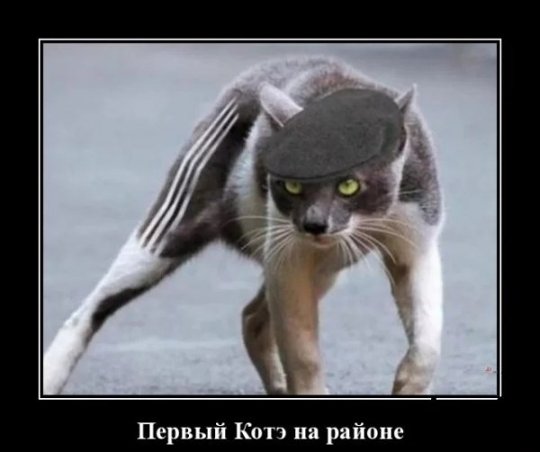 Кот