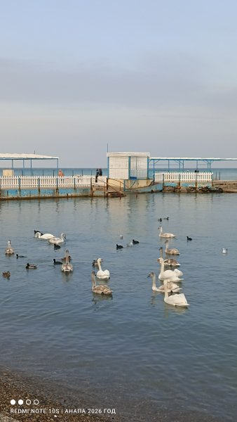 Анапа. Лебеди на галечном пляже