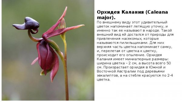 Орхидея Калания