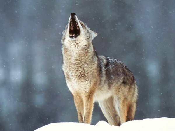 wolf10