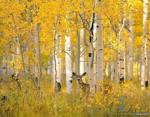 Осень