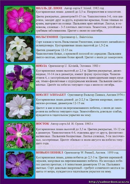 Сорта клематиса