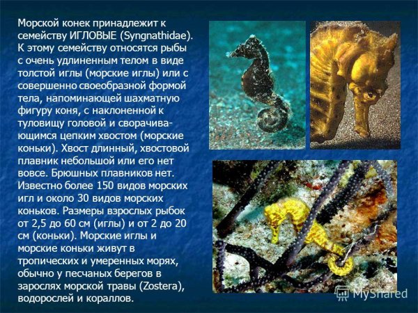 Морской конёк