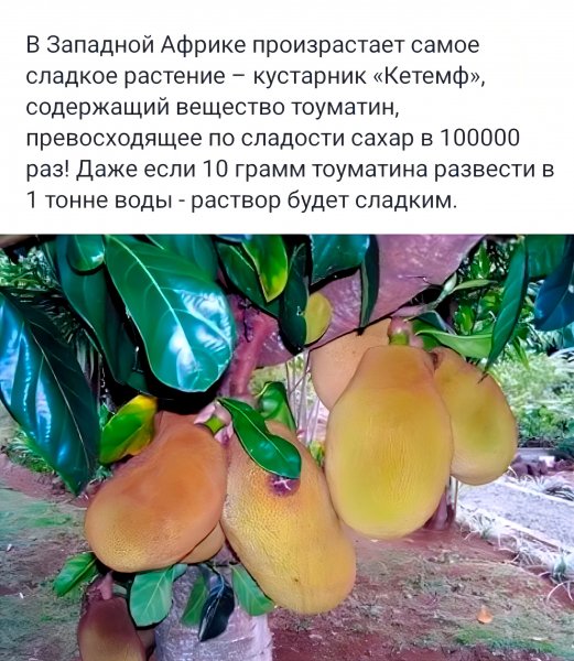 Кустарник Кетемф