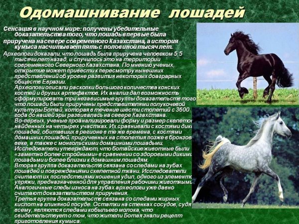 Одомашнивание лошадей
