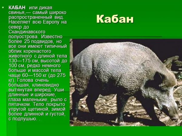 Кабан