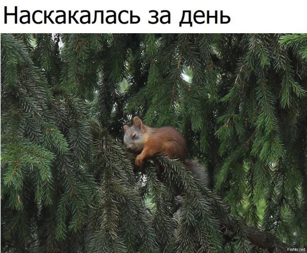 белка