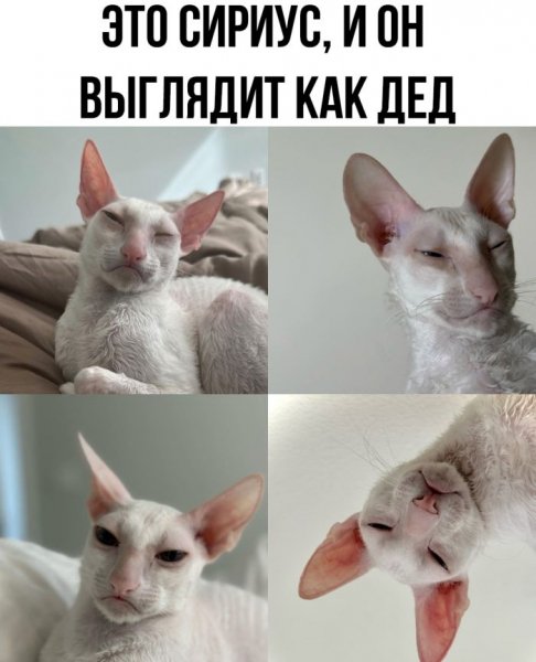 Do-slez-smeshnye-memy-i-kartinki-s-kommentarijami-1