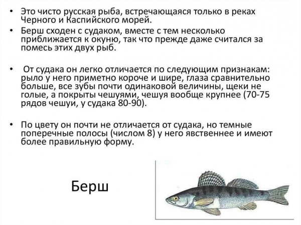 Берш