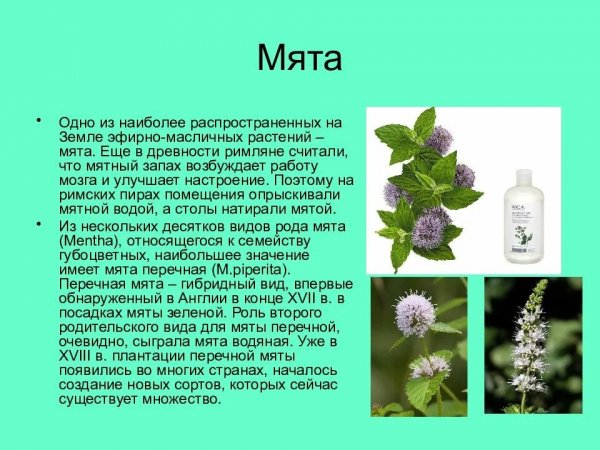 Мята