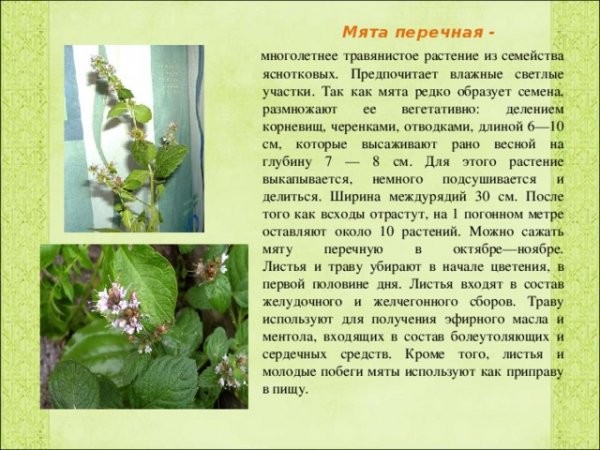Мята перечная