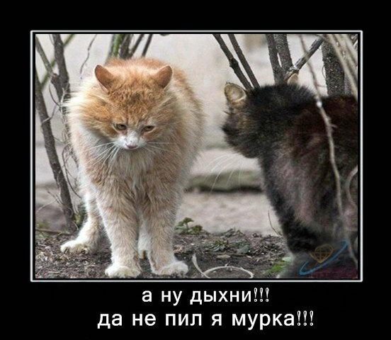 Novye-prikolnye-demotivatory-pro-Kote-s-nadpisyami-bez-matov-