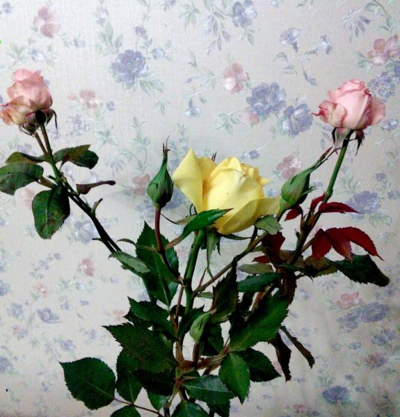 IMG 20171004 222558 1