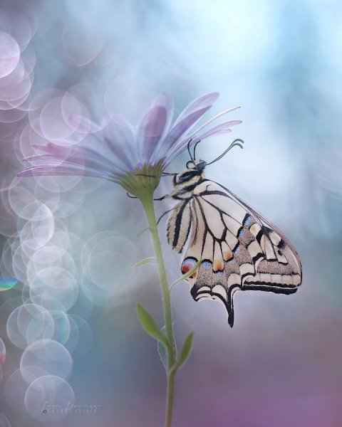 01-15-33-218755526 678883539737101 4097168331275799882 n