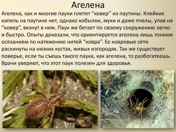 Агелена
