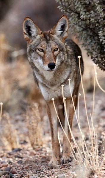 41c3f65b23776dc54473070a0576099a