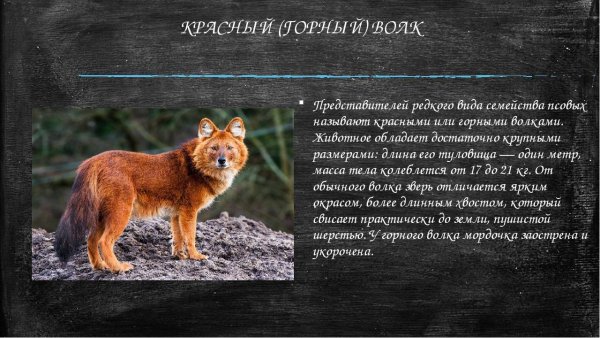 Красный (горный) волк