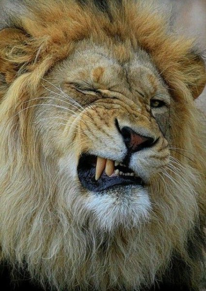 D377d336a7d541ecd8140640bf64a7b1