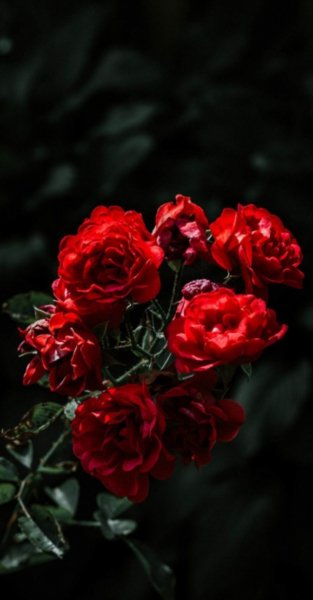 Арт Природа