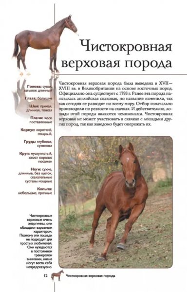 Чистокровная верховая порода
