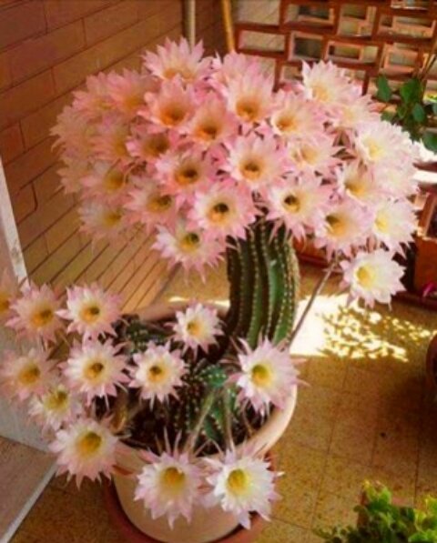 У кактуса ромашковое настроение