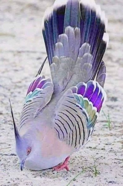 FB IMG 1619286663429