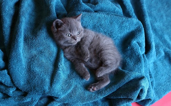 picture_349131165