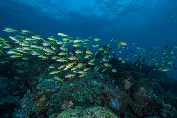 Underwater world Corals Fish Many 554958 1280x853