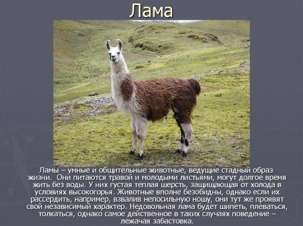 Лама