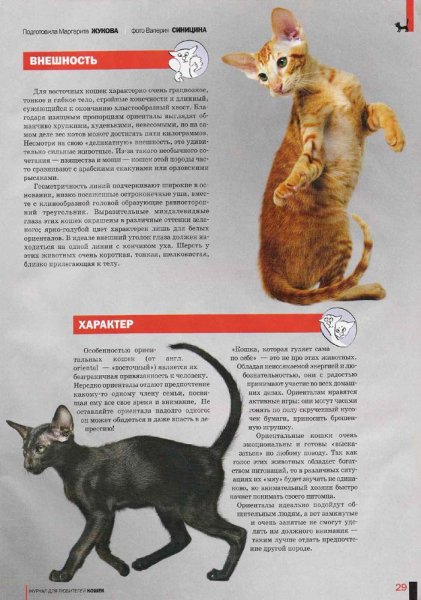 Ориентальные кошки