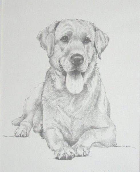 kak-narisovat-labradora-poetapno 5