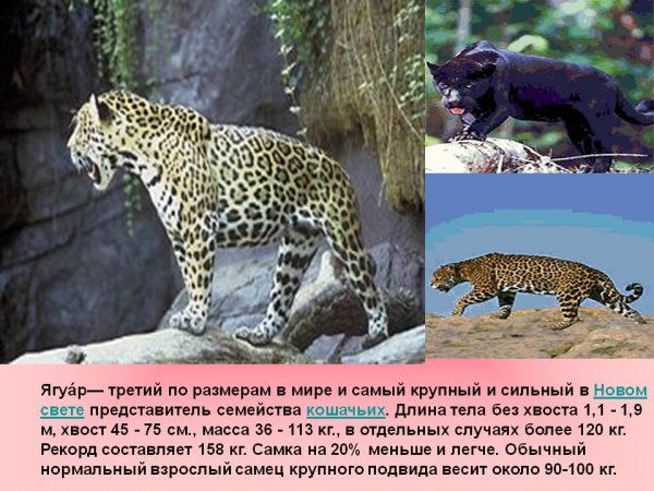 Ягуар