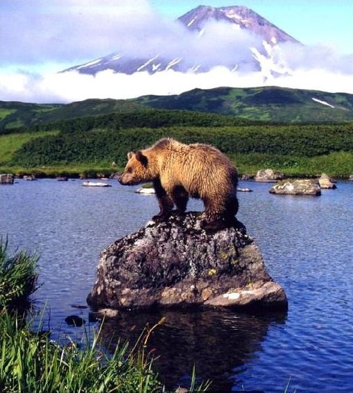 Камчатский медведь