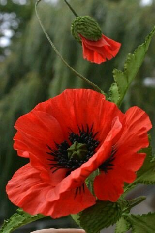 9a6eb5e9ca5ea9d50339b70957e3f942