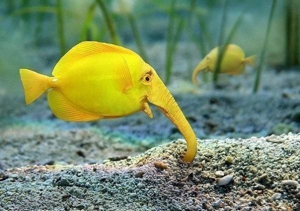 ПОДВОДНЫЙ МИР
