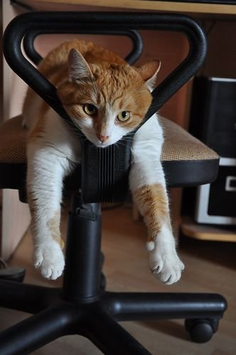 Я Вас вижу - Вы не работаете!!!!!!! ) на Яндекс Фотках