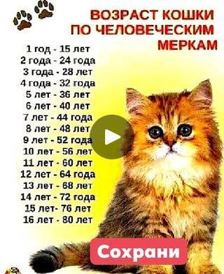 Возраст кошки по человеческим меркам