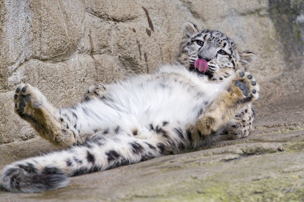 Snow leopards 453352
