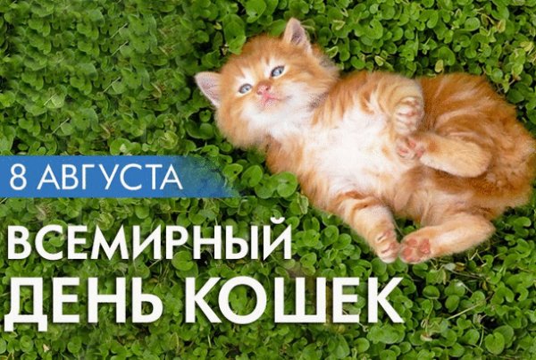 Всемирный День Кошек