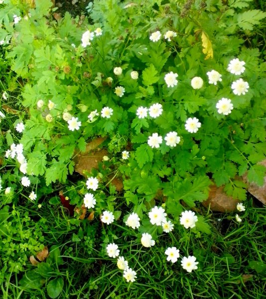 Ромашки. Наверное самые последние в этом году