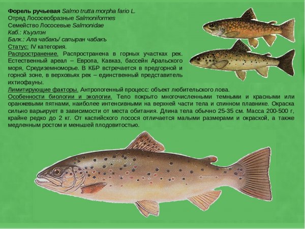 Форель ручьевая