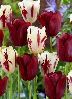 92b8f46906e8bc71e04fe5d5f2e8002a--tulip-bulbs-embedded-image-