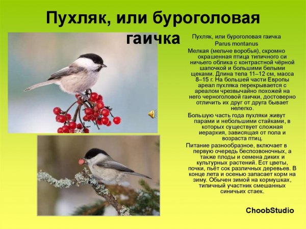 Пухляк