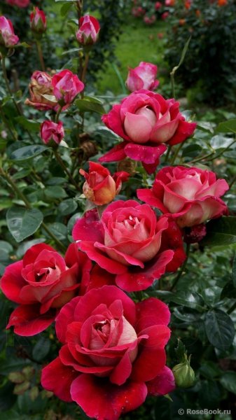 e9e9177decf9f4604836f2f002a87fc1