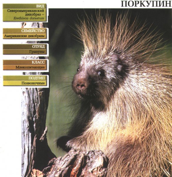 Поркупин