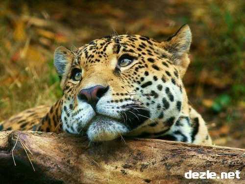 picture_99374259